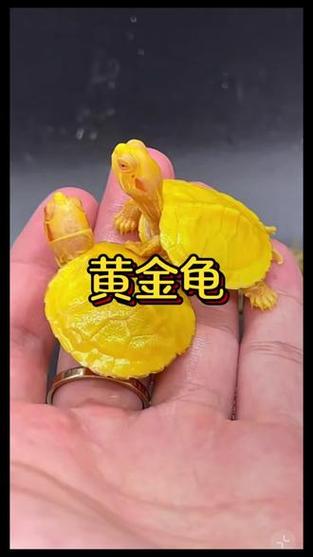 黄金招财龟缩略图