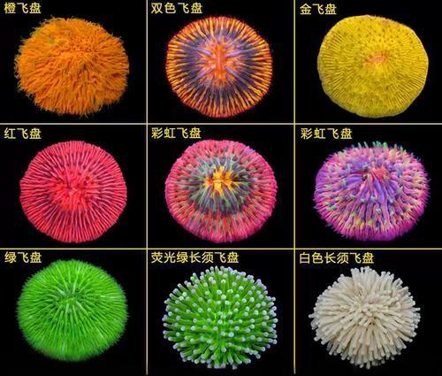 所有珊瑚须子短