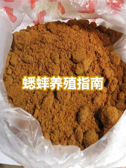 洛阳杨洋蟋蟀养殖基地缩略图