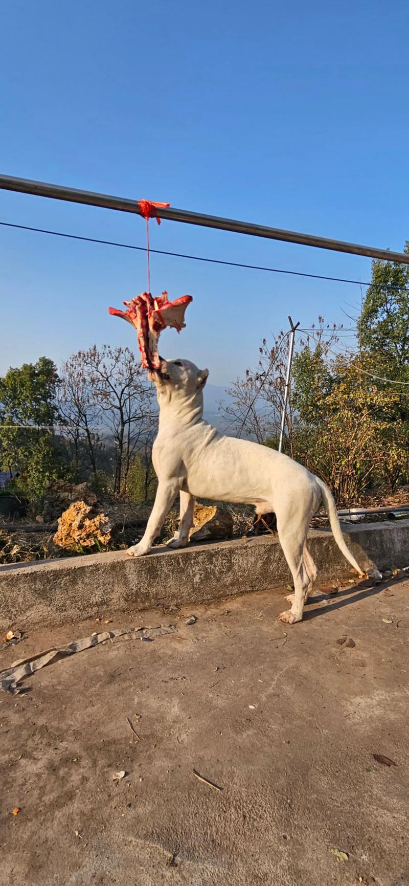杜高犬会跟陌生人走吗