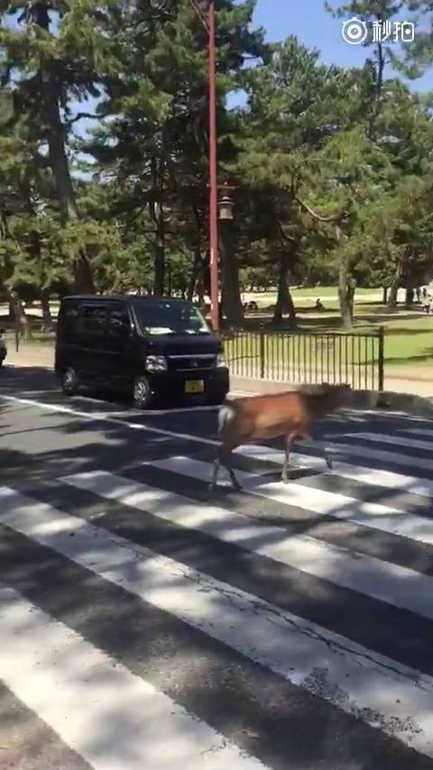 红灯延迟两秒拍照是不是真的图标