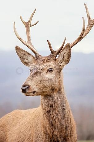 森林鹿怎么捉
