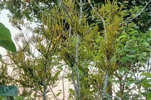 螃蟹脚茶的功效与作用