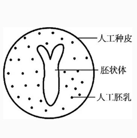 人工种子