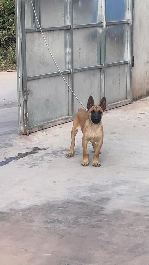 狗狗的耳朵怎么立起来