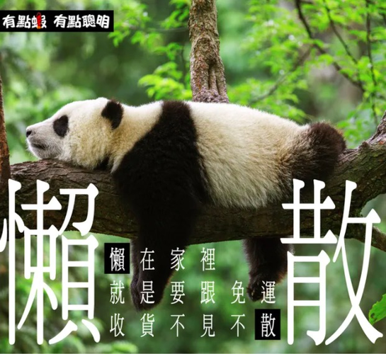 看熊猫文案短句干净