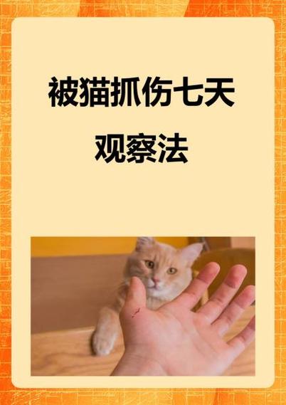被猫抓了怎么办有划痕
