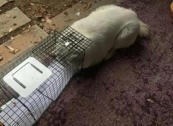 猫被困在高处如何救助