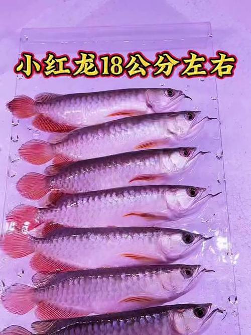 男主有一只红色龙,平时是幼小形态,女