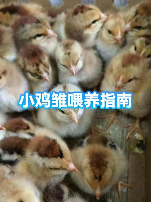 小鸡的喂养方法