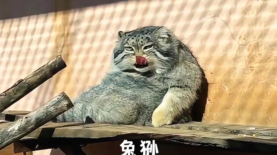 兔狲视频