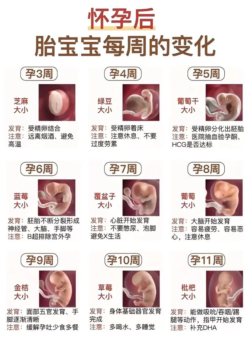怀100个孩子的妈妈肚子有多大