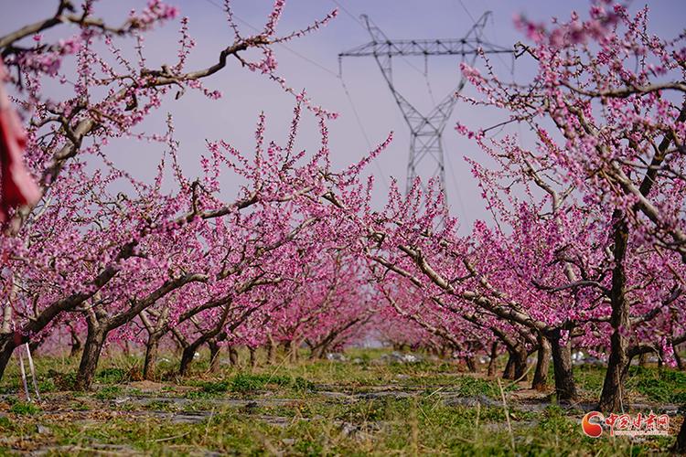 田园东方蜜桃村