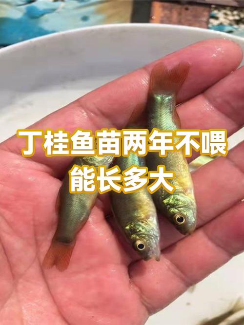 小鱼苗不喂食能长大吗