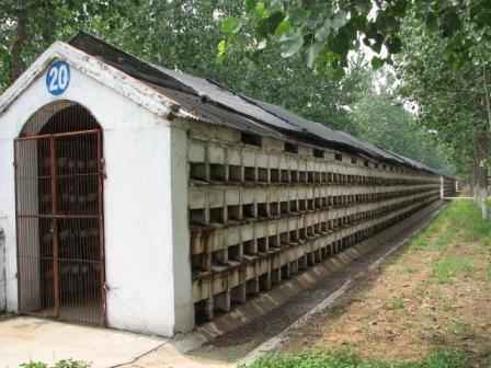 兔舍的建造