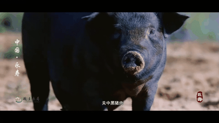 黑猪视频怎么样