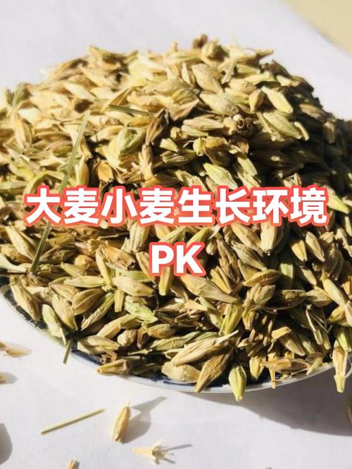 大麦5月份种还是6月份种