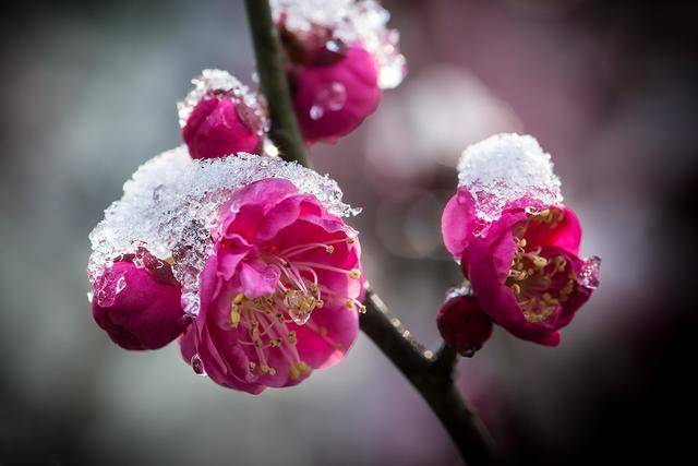 月下雪梅似老妹