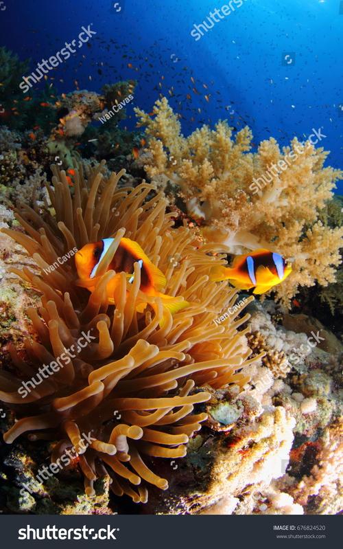 diving-fish