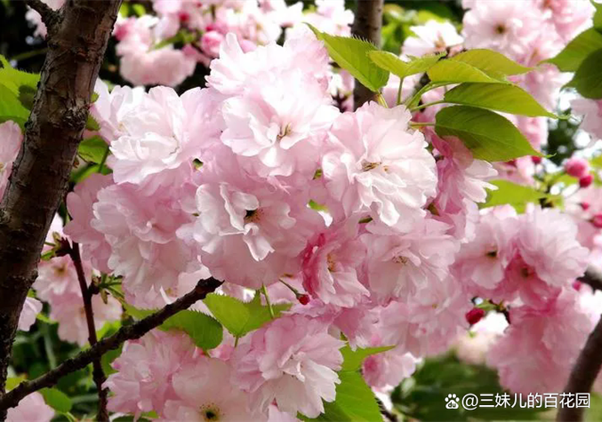 排名第一的樱花品种