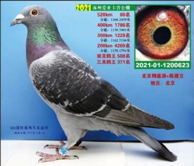 各地公棚信鸽信息网赛