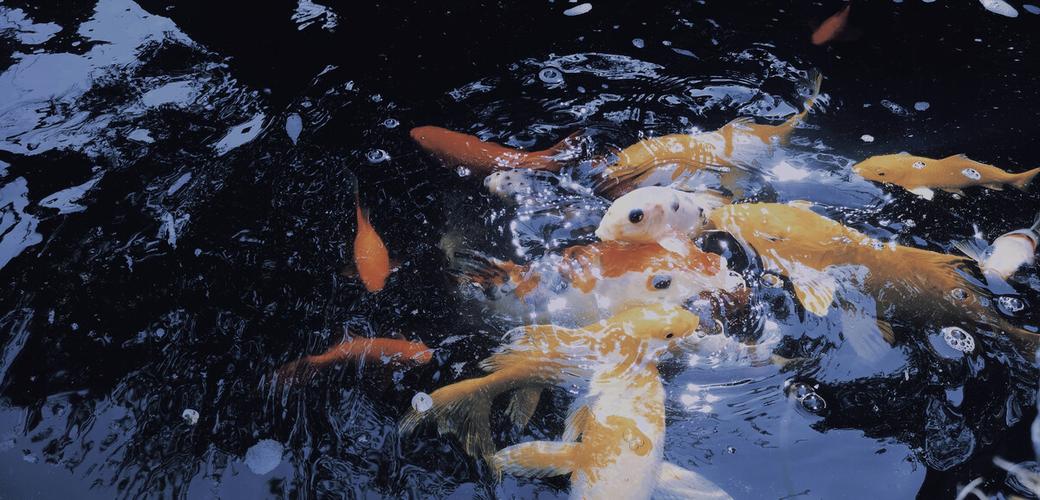 养鱼水浑浊怎么解决