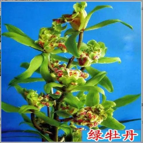 兰花有多少品种