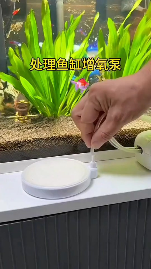鱼缸打氧后水质变浑浊