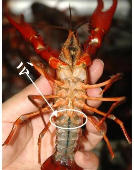 虾米颜色发红还能吃吗