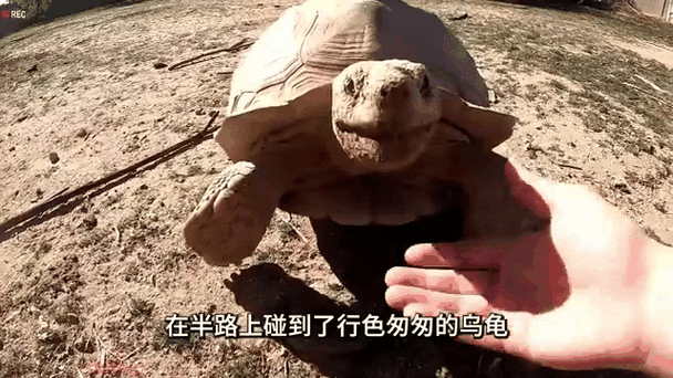 乌龟怎么生小乌龟游戏截图