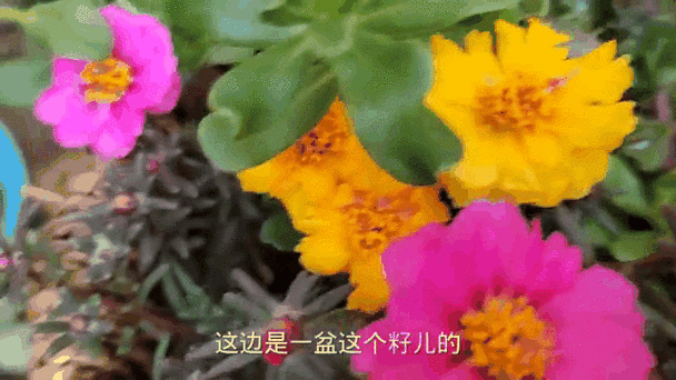太阳花视频官网缩略图