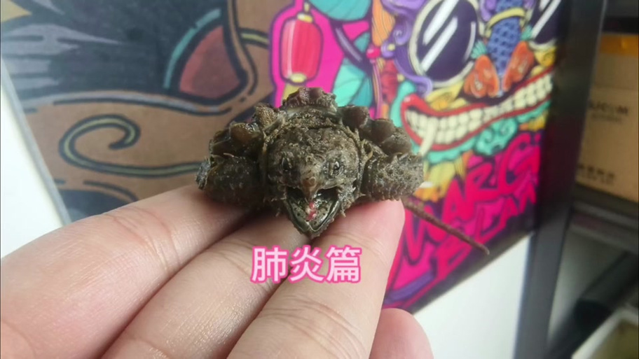 乌龟肠炎会自愈吗