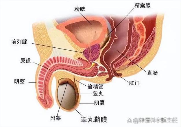 局部是什么部位截图