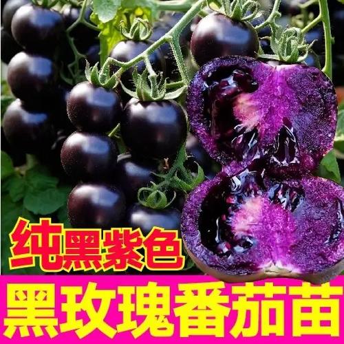 蓝莓番茄苗多少钱一棵