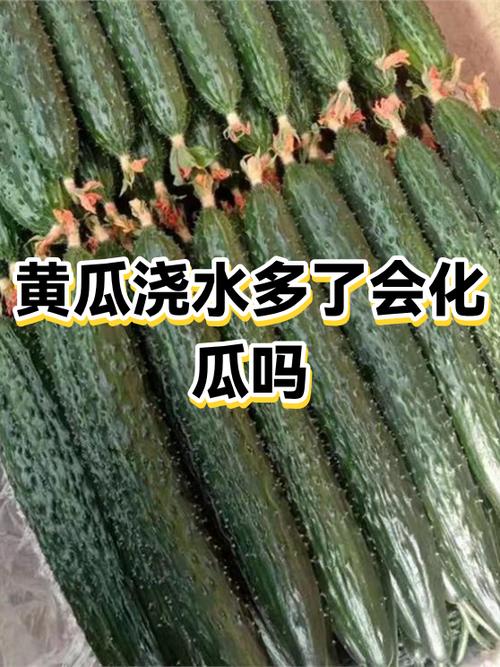 黄瓜瓜条短了最快恢复法