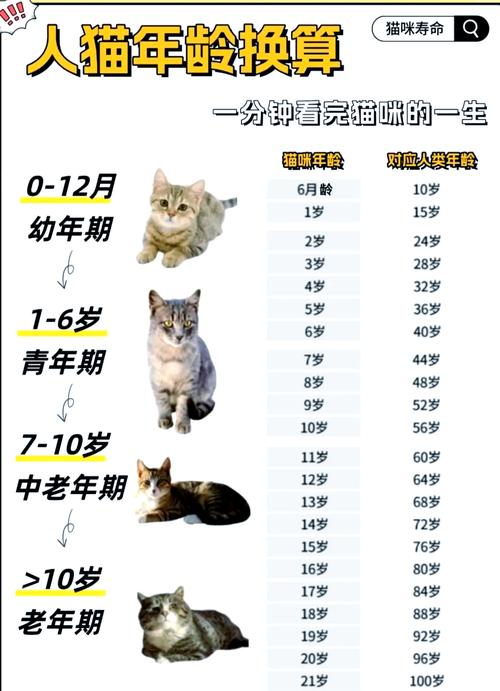 kiko温软年龄多大图标