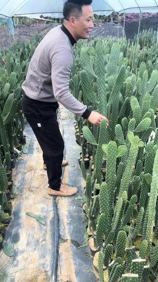 无刺仙人掌
