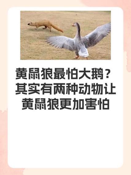 黄鼠狼如何驱赶截图