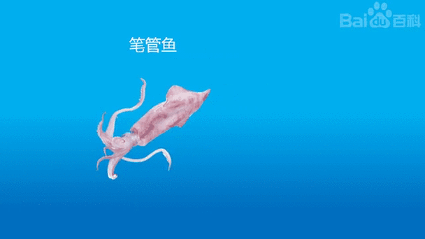 笔管鱼怎么收拾