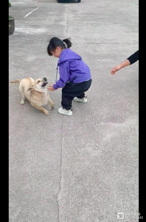 狗狗能从多远路找回家