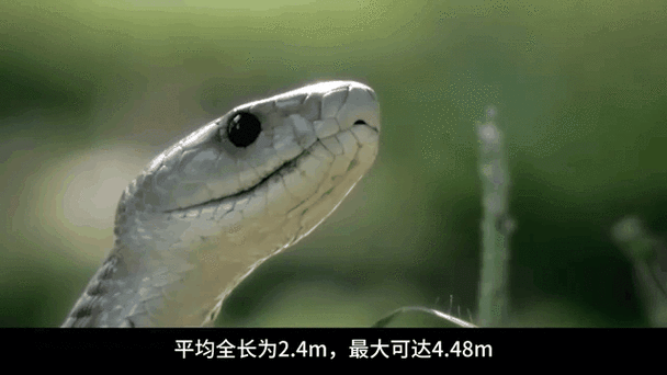 世界上爬行最快的蛇
