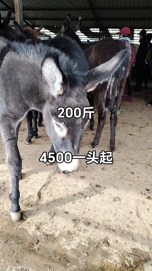 驴能杀多少斤肉