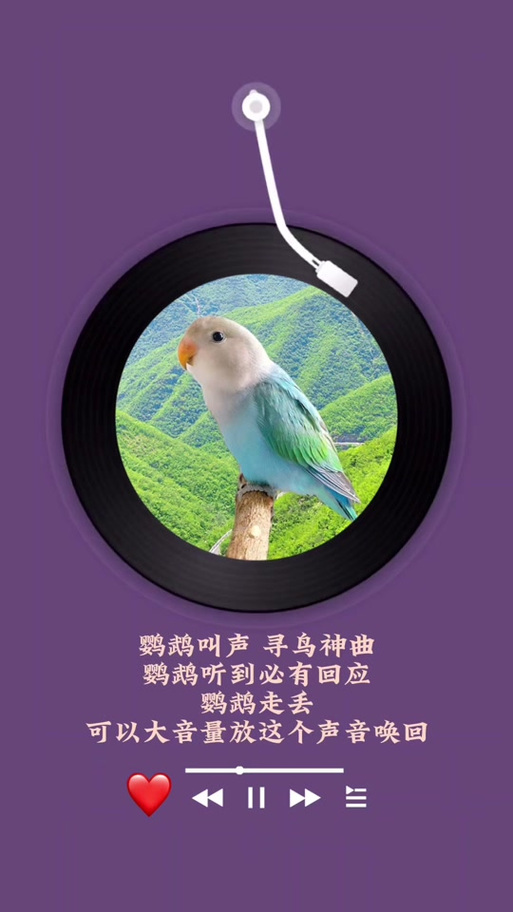 鹦鹉语音翻译器