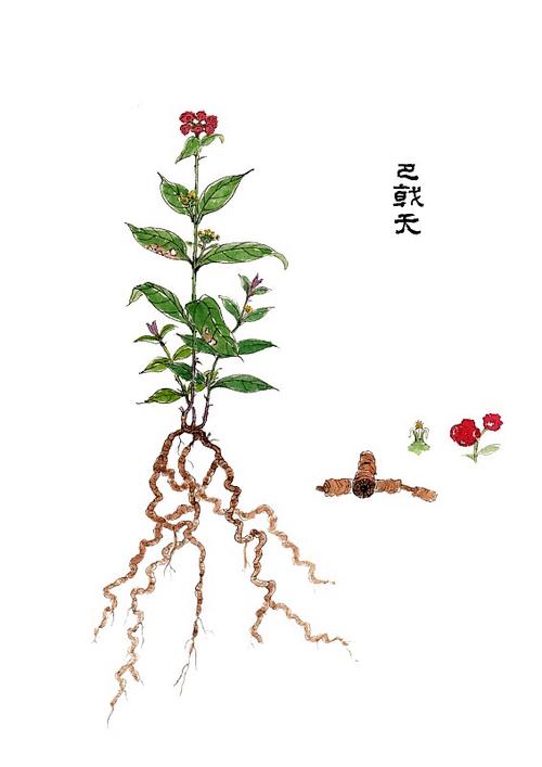 下载本草纲目中药图谱大全