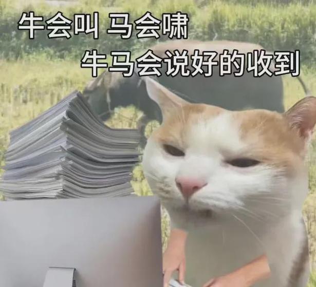 收到,领导!还是(领导:收到!)