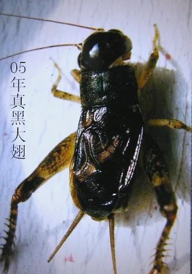 蟋蟀翅子图片游戏截图