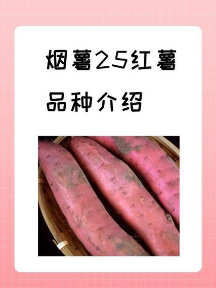 红薯十大品牌品种