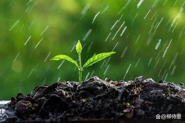 春雨