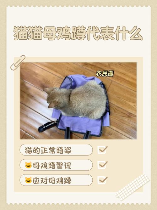 m猫奴啥意思
