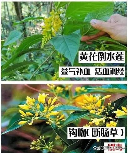 水莲金条